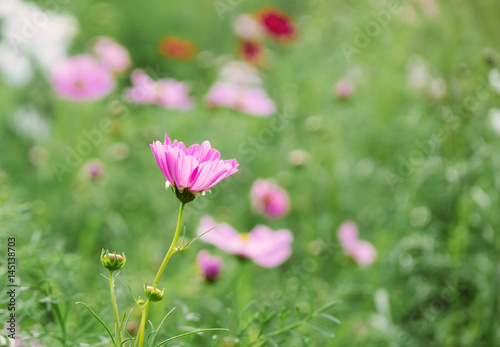 Cosmos flowers, pink © Nattawut Thammasak