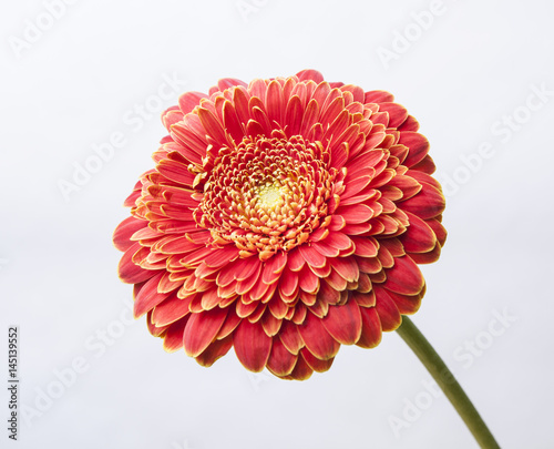 Red Gerber Hooper flower on white background