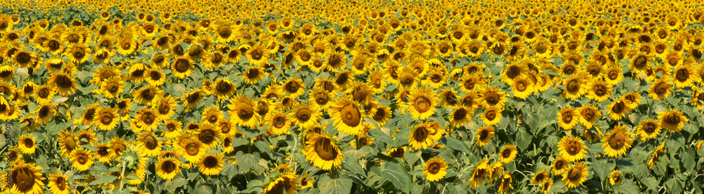 Panoramic sunflower field in bloom Panoramic sunflower field in bloom