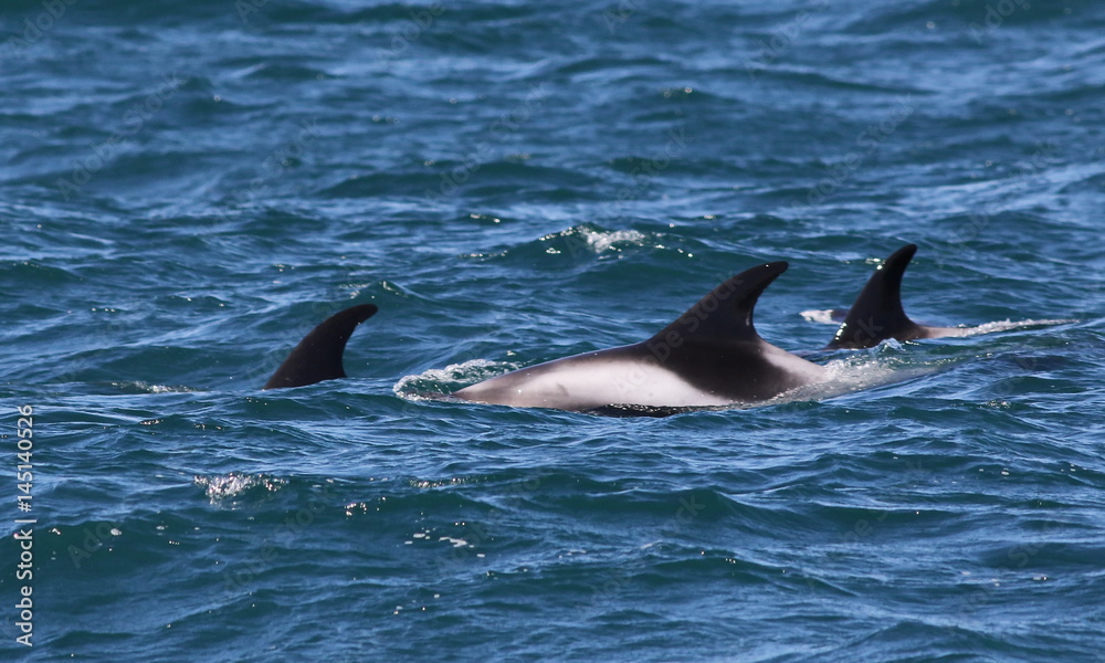Naklejka premium White-beaked dolphins (Lagenorhynchus albirostris), Iceland