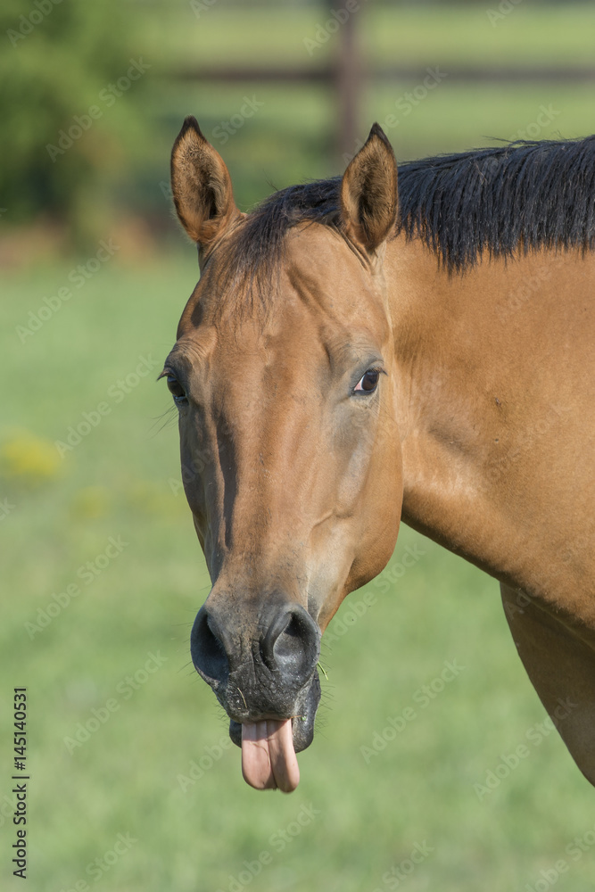 Beautiful horse with tongue sticking out with a shallow depth of field