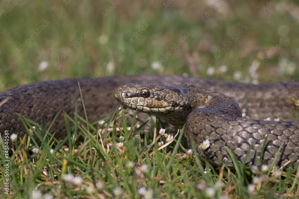 Smooth snake Coronella austriaca preparing to attack. Reptile curled rings Smooth snake Coronella austriaca preparing to attack. Reptile curled rings