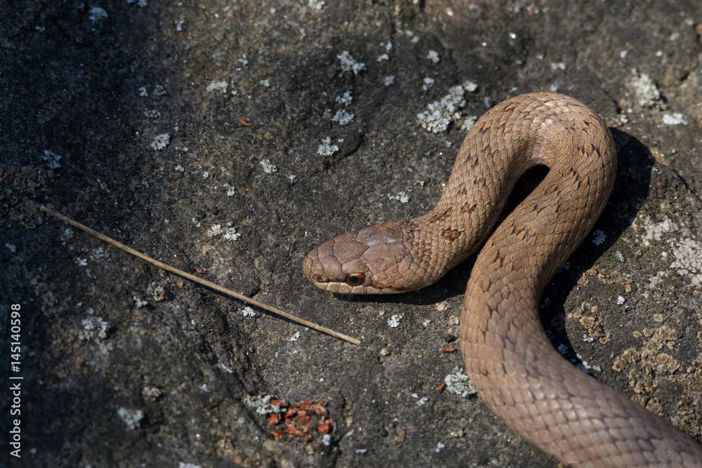 Obraz premium Red bronze color smooth snake Coronella austriaca on stone background. Reptile on a granite rock