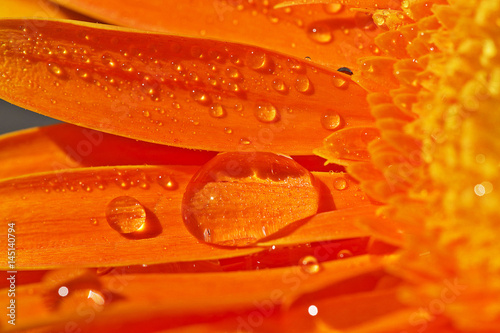 orange gerbera with waterdrops