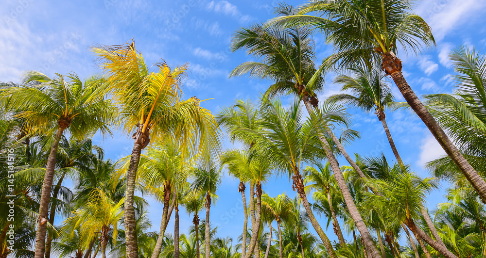 Palm trees Palm trees
