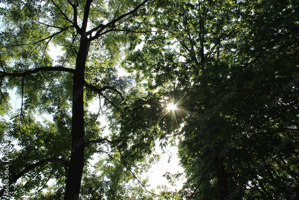 Obraz premium Camping near the Zumbro River, Minnesota