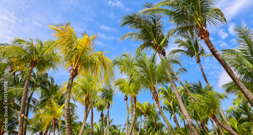 Palm trees