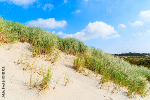 Grass on sand dunes  Sylt island  Germany
