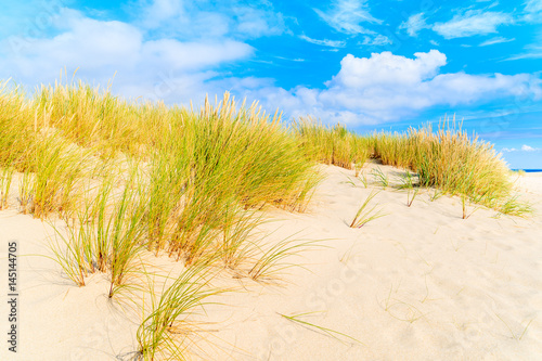 Grass on sand dunes at Ellenbogen beach  Sylt island  Germany