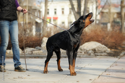 black Doberman barks in a city Park. Portrait of a howling dog