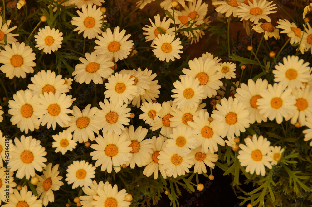 Blühende Margeriten Blühende Margeriten