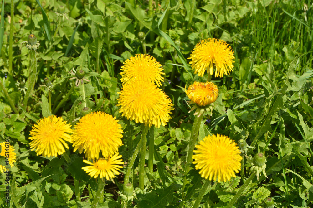 Dandelions in the spring meadow.