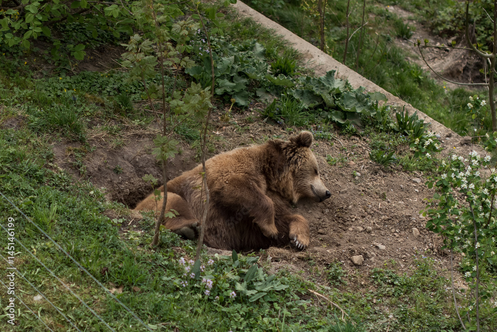Brown bear sow standing in the Brooks River Brown bear sow standing in the Brooks River