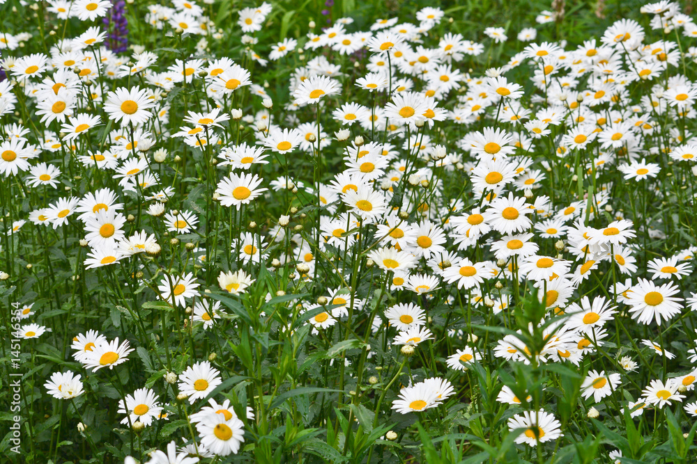 Fototapeta premium Chamomile on a green meadow.