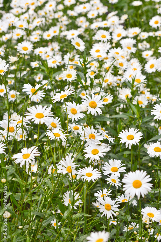 Fototapeta premium Chamomile on a green meadow.