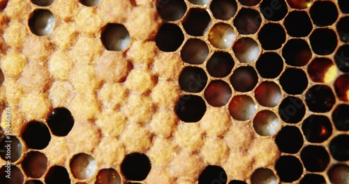 Honeycomb with full bee cells