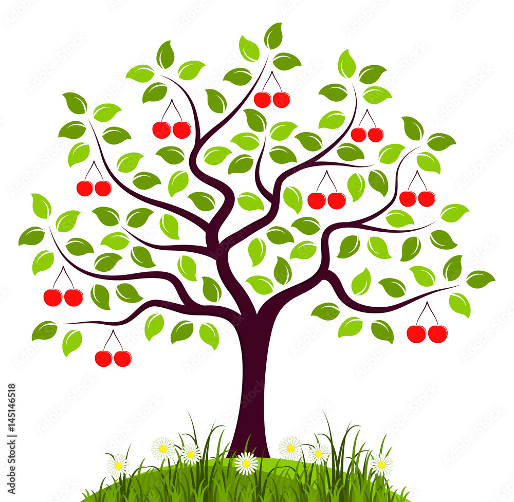 Fototapeta premium cherry tree