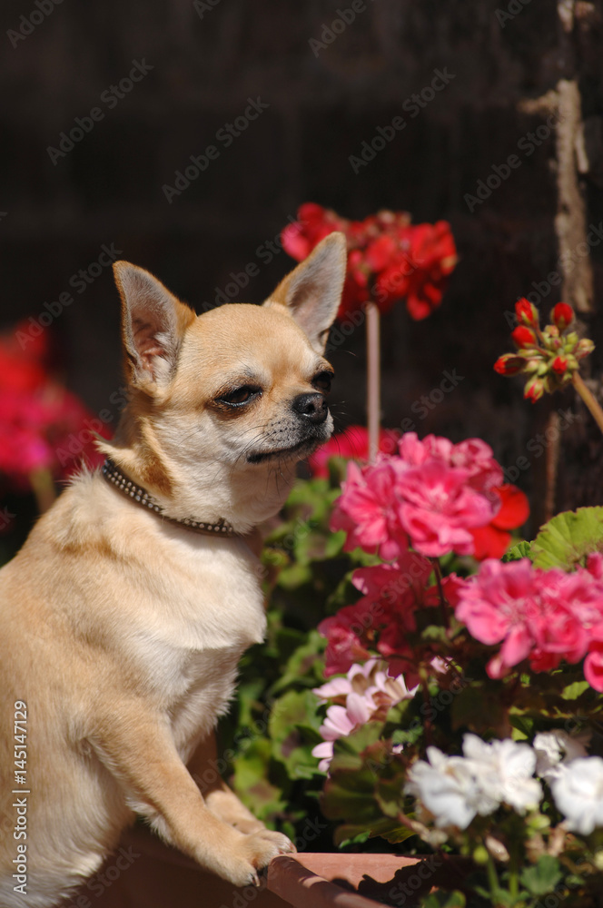 Portrait of cute chihuahua dog