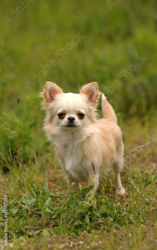 Portrait of cute chihuahua dog