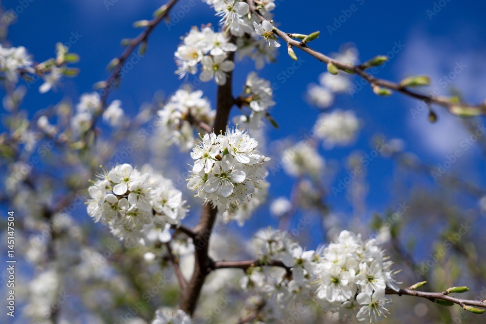 Spring tree flowering  white blooming tree. Slovakia