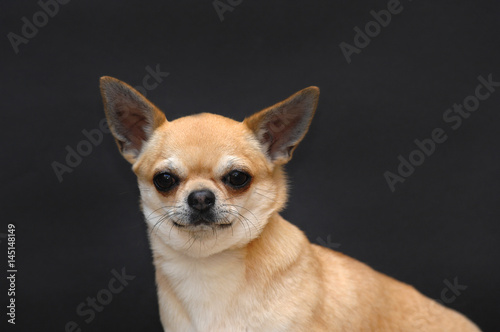Portrait of cute chihuahua dog © Ricant Images
