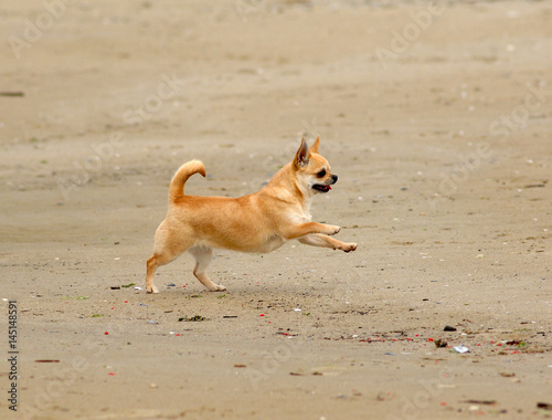 Portrait of cute chihuahua dog © Ricant Images