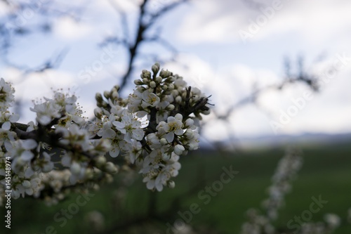 Spring tree flowering. Slovakia © Valeria