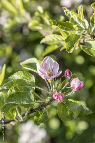 detail of pink apple bud at the tree