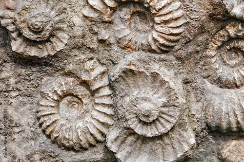 Closeup of many ammonite prehistoric fossil on the surface of the stone, Archeology and paleontology concept