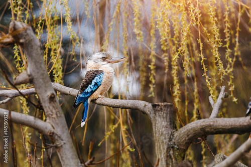 Australian Laughing Kookaburra Dacelo novaeguineae or a laughing kingfisher sitting on a branch of a tree photo