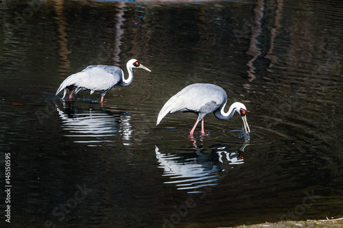 Two common cranes feeding in the water pond photo