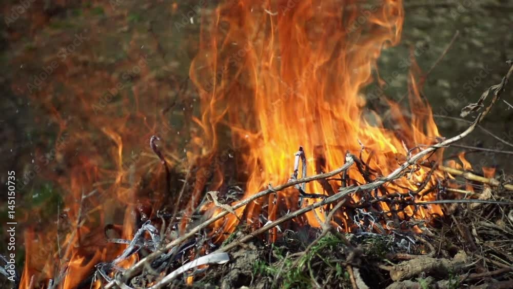 Burning foliage and branches in slow motion. Closeup of the beautiful flame fire. Burning foliage and branches in slow motion. Closeup of the beautiful flame fire.