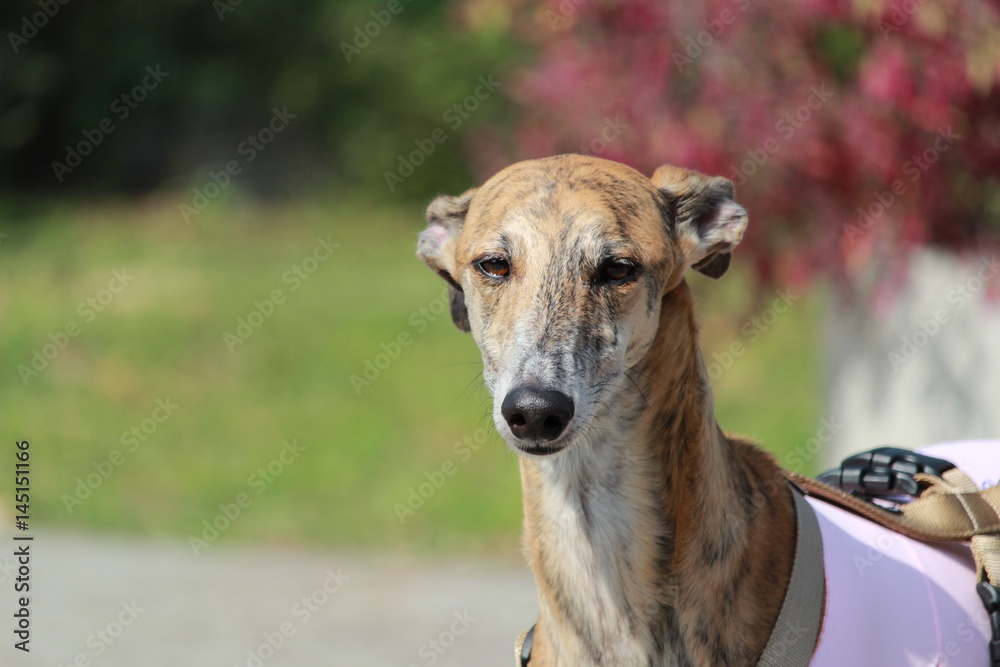 Un saluto da un galgo