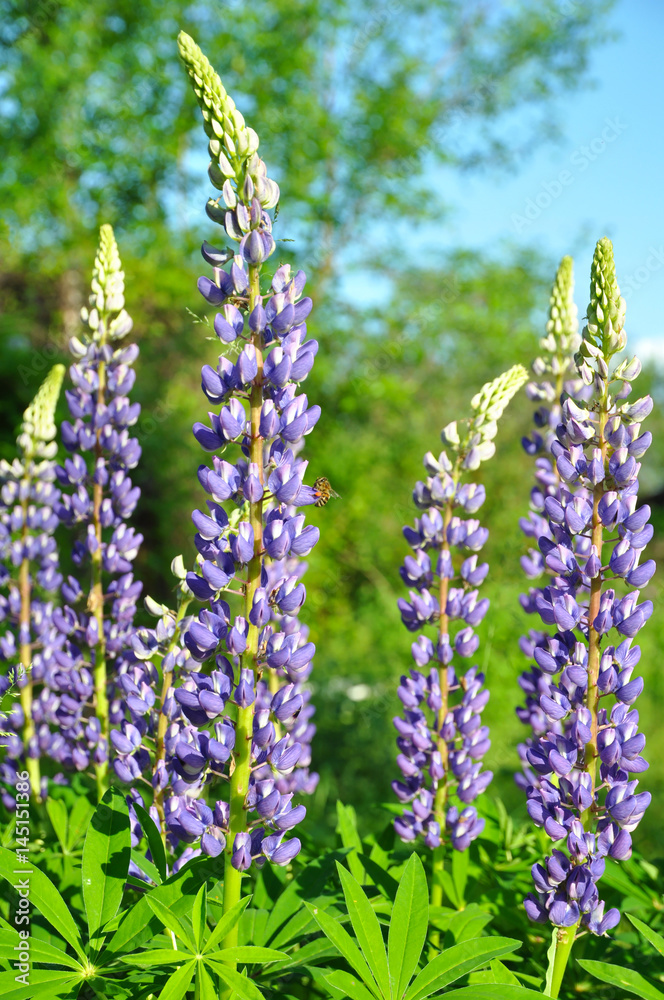 Spring purple lupines with bee Spring purple lupines with bee