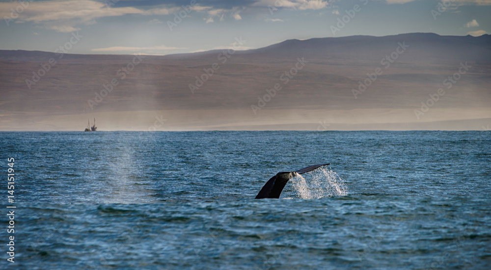 Fototapeta premium Tail of a whale in Husavik, Iceland