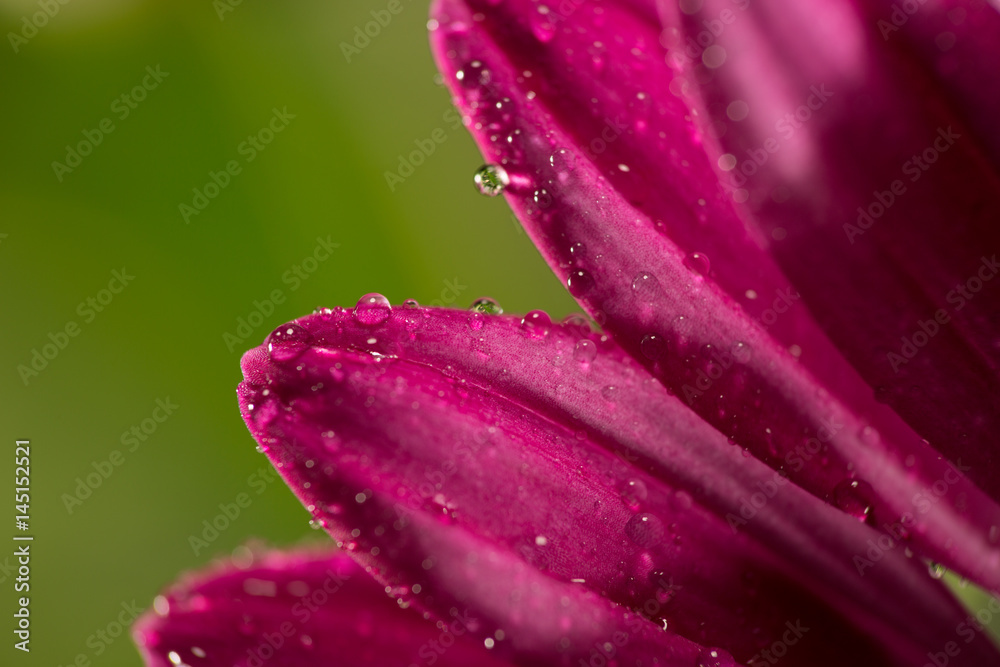 Drops on a flower