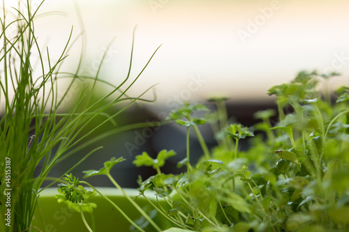 parsley