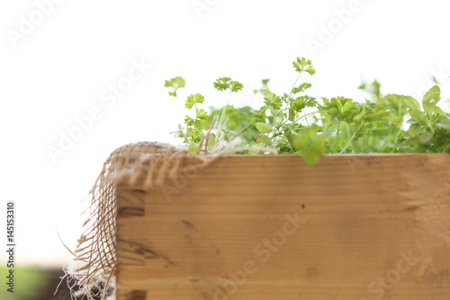 parsley