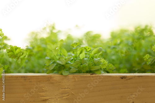 parsley