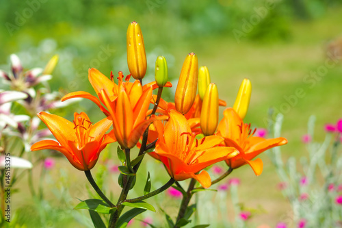 Orange daylily flowers in the garden against the blurred green background on a sunny day. photo