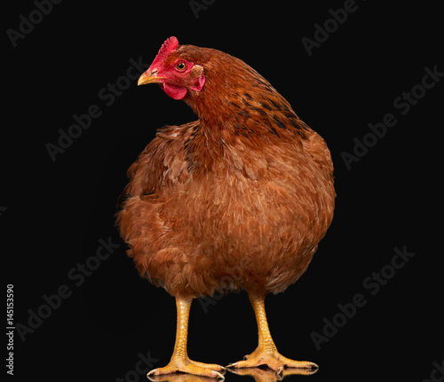 Chicken posing on black background isolated, one closeup animal