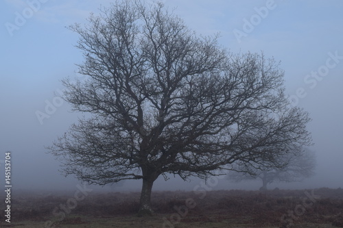 misty trees 8