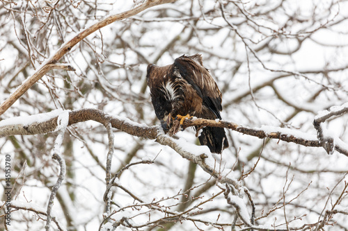 Juvenile Bald Eagle