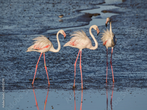 Three flamingos with the bristling plumage