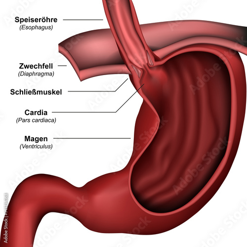 Anatomie Mageneingang und Speiseröhre, vektor illustration