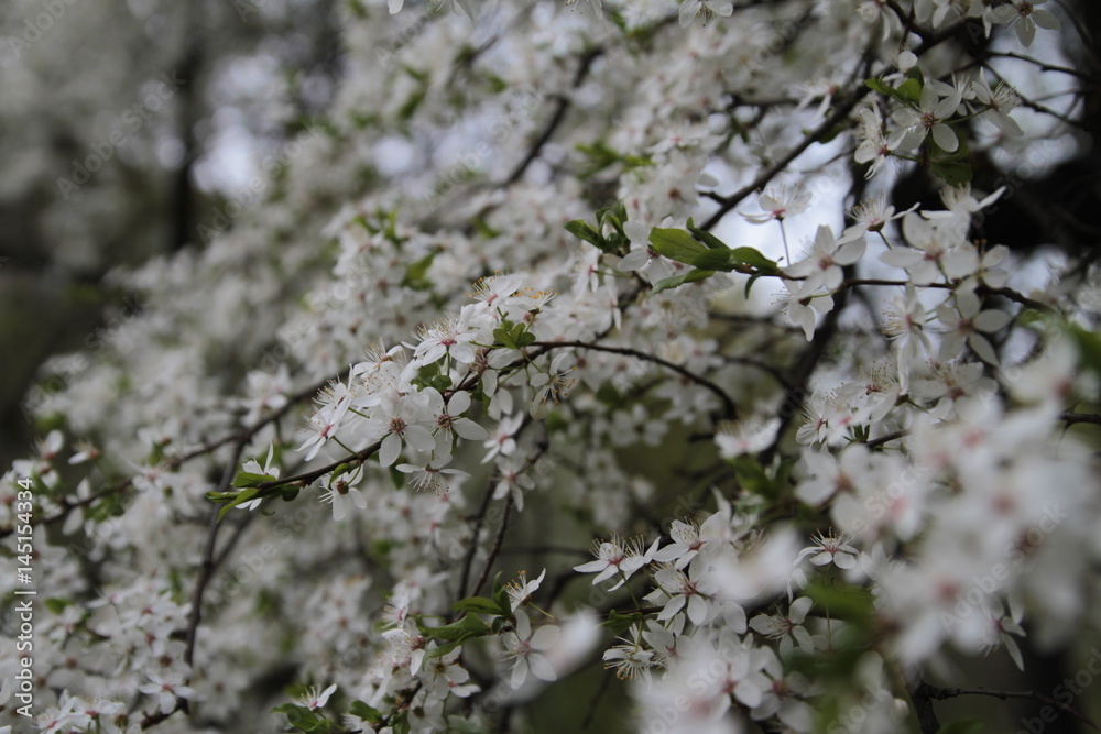 Spring blooming sakura cherry flowers branch Spring blooming sakura cherry flowers branch