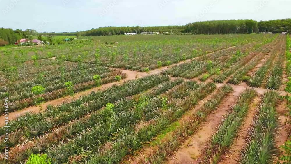 aerial shot of pineapple field at phuket thailand