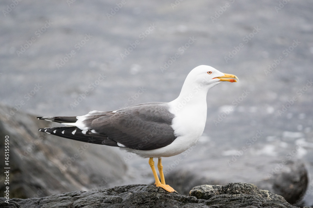 Obraz premium Lesser black-backed gull