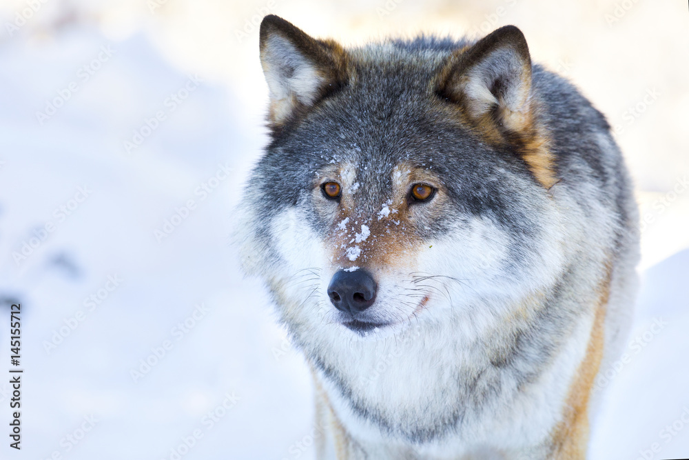 Close-up portrait of a wolf in the winter