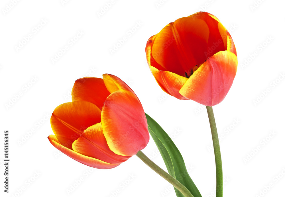 Two red tulips on a white background Two red tulips on a white background